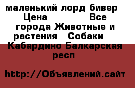 маленький лорд бивер › Цена ­ 10 000 - Все города Животные и растения » Собаки   . Кабардино-Балкарская респ.